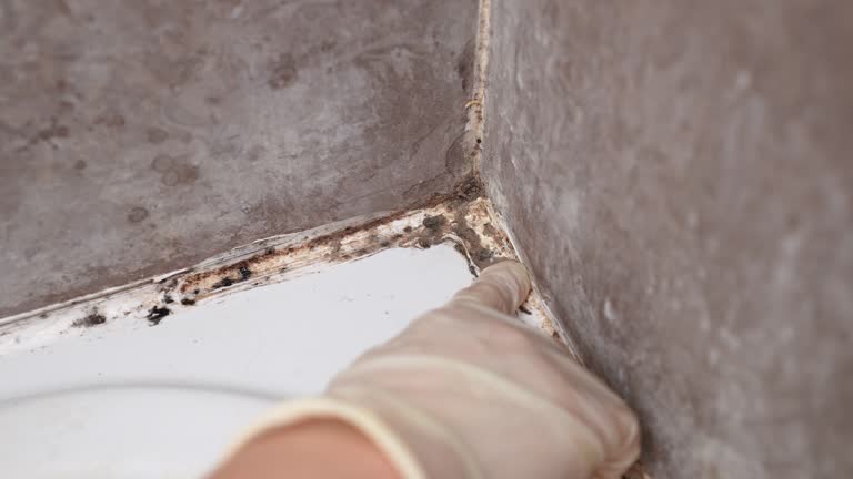 Professional Mold Removal in Bowmanstown, PA